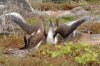 Blaufutlpel / Blue-footed Booby