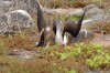 Blaufutlpel / Blue-footed Booby