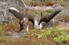 Blaufutlpel / Blue-footed Booby