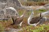 Blaufutlpel / Blue-footed Booby