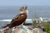 Blaufutlpel / Blue-footed Booby