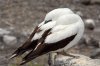 Maskentlpel :: Masked Booby