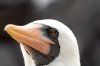 Maskentlpel :: Masked Booby