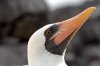 Maskentlpel :: Masked Booby