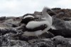 Maskentlpel :: Masked Booby