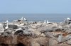 Maskentlpel :: Masked Booby