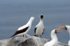 Maskentlpel :: Masked Booby