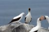 Maskentlpel :: Masked Booby