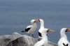 Maskentlpel :: Masked Booby