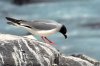 Gabelschwanzmöwe :: Swallow-Tailed Gull