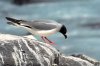 Gabelschwanzmwe :: Swallow-Tailed Gull