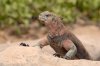 Meerechse :: Marine Iguana