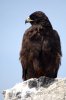 Galapagos-Bussard :: Galapagos Hawk