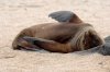 Galapagos-Seelwe :: Galapagos Sea Lion