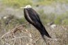 Prachtfregattvogel :: Magnificent Frigatebird