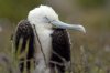 Prachtfregattvogel :: Magnificent Frigatebird