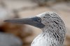 Blaufutlpel / Blue-footed Booby