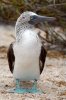 Blaufutlpel / Blue-footed Booby