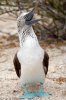 Blaufutlpel / Blue-footed Booby