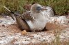 Blaufutlpel / Blue-footed Booby