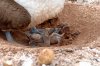 Blaufutlpel / Blue-footed Booby