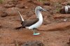 Blaufutlpel / Blue-footed Booby