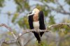 Prachtfregattvogel :: Magnificent Frigatebird