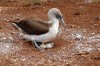 Blaufutlpel / Blue-footed Booby