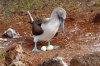 Blaufutlpel / Blue-footed Booby