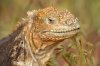 Land Iguana :: Landleguan