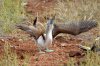 Blaufutlpel / Blue-footed Booby