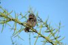 Kaktusfink :: Cactus finch