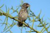 Kaktusfink :: Cactus finch