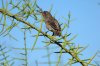 Kaktusfink :: Cactus finch