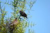 Kaktusfink :: Cactus finch