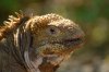 Land Iguana :: Landleguan