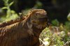 Land Iguana :: Landleguan