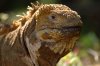 Land Iguana :: Landleguan