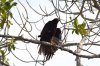 Galapagos-Bussard :: Galapagos Hawk