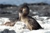 Flugunfhiger Kormoran :: Flightless Cormorant