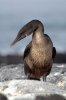 Flugunfhiger Kormoran :: Flightless Cormorant