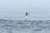 Blaufutlpel / Blue-footed Booby