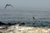 Blaufutlpel / Blue-footed Booby