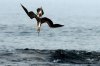 Blaufutlpel / Blue-footed Booby