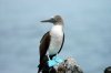 Blaufutlpel / Blue-footed Booby