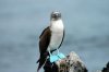 Blaufutlpel / Blue-footed Booby