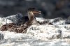 Flugunfähiger Kormoran :: Flightless Cormorant