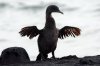 Flugunfähiger Kormoran :: Flightless Cormorant