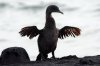 Flugunfhiger Kormoran :: Flightless Cormorant