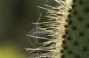 Spinnennetz in Kaktus